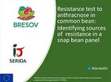 Resistance test to anthracnose in common bean