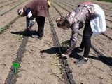 VRDS: tomato fields in Romania