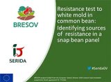 Resistance test to white mold in common bean