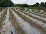 Snap bean fields established in Bacau, Romania